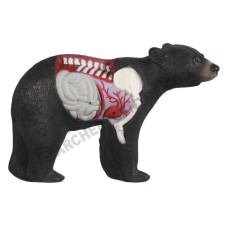 Rinehart Anatomy Bear
